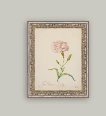 Pink Carnation Framed Print