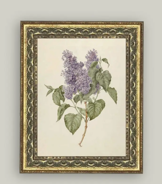 Lilac Branch Framed Print
